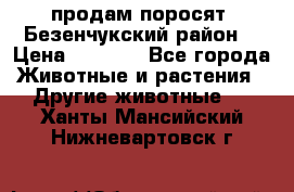 продам поросят .Безенчукский район  › Цена ­ 2 500 - Все города Животные и растения » Другие животные   . Ханты-Мансийский,Нижневартовск г.